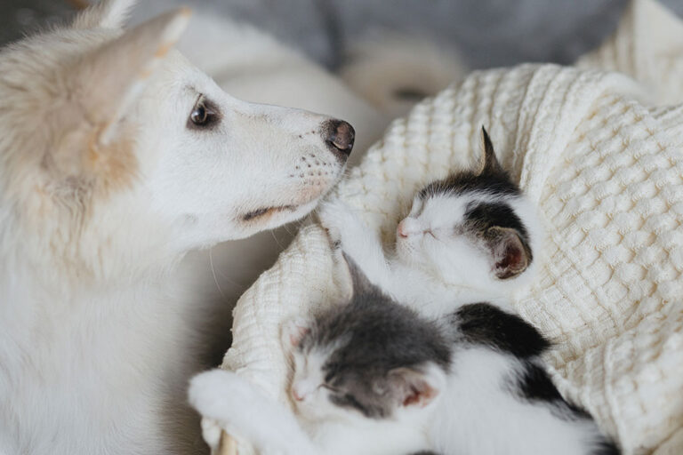 adorable-white-puppy-looking-at-cute-little-kitten-2025-03-14-05-57-56-utc