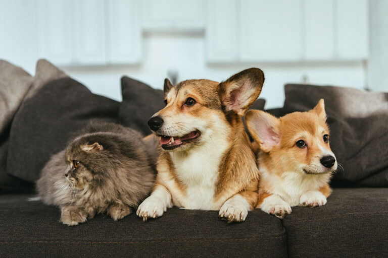 close-up-view-of-adorable-welsh-corgi-dogs-and-bri-2024-11-17-11-31-02-utc