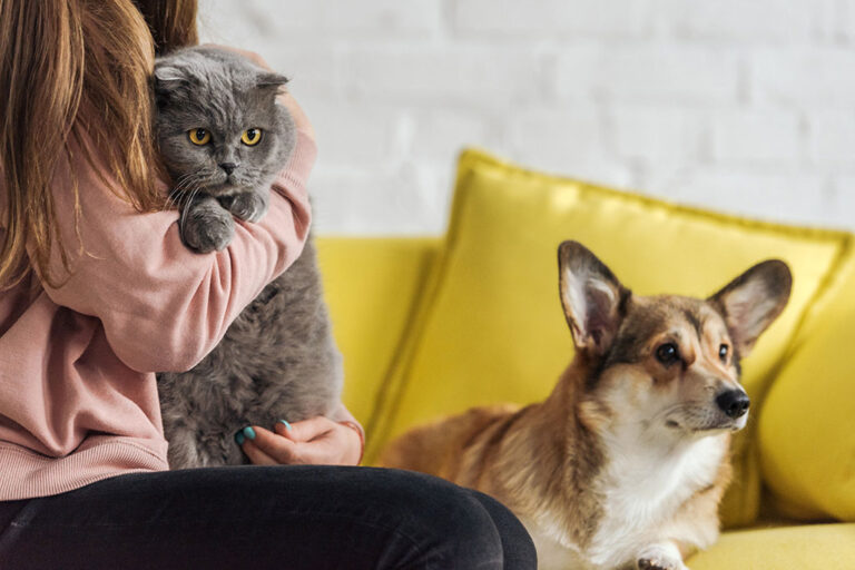cropped-shot-of-woman-sitting-on-couch-with-corgi-2024-11-18-11-39-08-utc
